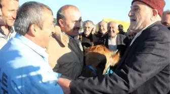 Ordu'da Karadeniz Usulü Kurban Pazarlığı