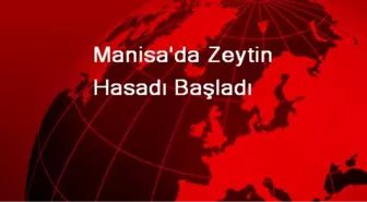 Manisa'da Zeytin Hasadı Başladı