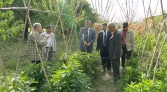 Pepino ve Brokoli Yetiştiricilğinde Üstün Verim Alındı