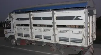 Salihli'de Trafik Kazası: 1 Ölü