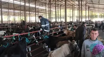 165 Bin Kurbanlıktan 170 Milyon Gelir Bekliyorlar