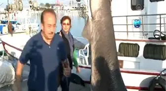 Balıkçı ağına 800 kilogramlık köpek balığı takıldı