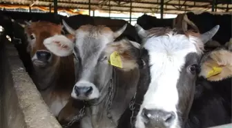 Belediyeden Boğa Yakalama Timi
