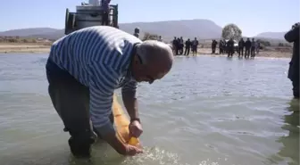 Beyşehir Gölü'ne 80 Bin Sazan Yavrusu Bırakıldı