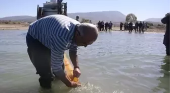 Beyşehir Gölü'ne 80 Bin Sazan Yavrusu Bırakıldı