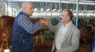 Bir Tonluk Danalar Sahiplerini Bekliyor