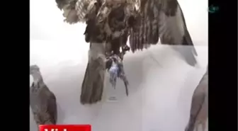 Bu Hayvanlar Zarar Vermiyor