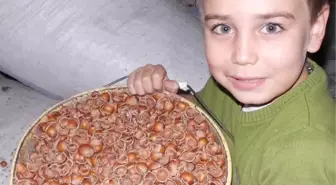 Fındığın Kabuğu da Talep Görüyor