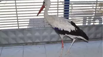 Kanadı Çıkan Leylek Hastanede Tedavi Edildi
