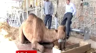 Kurban Edileceği Günü Bekleyen Deveye Ayşe İsmini Taktılar