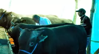 Sivas'ta Kurban Pazarında Denetimler Arttı