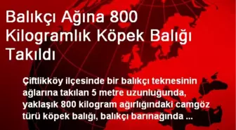 Balıkçı Ağına 800 Kilogramlık Köpek Balığı Takıldı