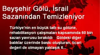 Beyşehir Gölü, İsrail Sazanından Temizleniyor
