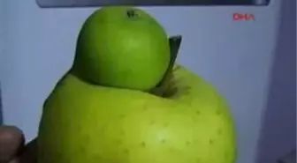 Şaşırtan Elma