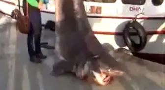 Yalovalı Balıkçının Ağlarına Dev Köpekbalığı Takıldı