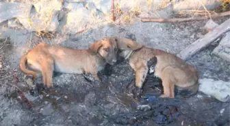 Zifte Yapışan 2 Yavru Köpeği İtfaiyeciler Kurtardı