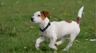 ABD'de Polis Memuru, Köpeği 'Tehdit' Gerekçesiyle Vurdu