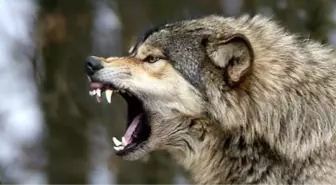 Kurt Korkusu Telef Etti