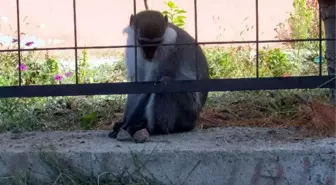 Maymun Kaçtı, Görevliler Kovaladı