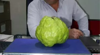 1 Kilo 370 Gramlık Armut Yetiştirdi