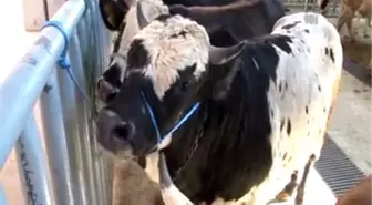 Hayvan pazarındaki durgunluk besicileri tedirgin ediyor