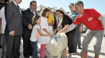 Yoksul Ailelere Kurbanlık Hediye Edildi