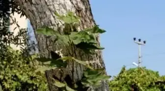 Zeytin Ağacının Gövdesinde Çınar Yetişmeye Başladı