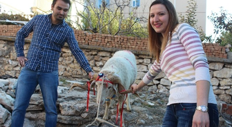 Kız Evine Kurbanlık Koç Hediyesi