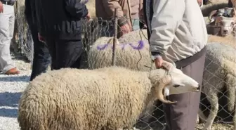 Kurbanlıklar Vatandaşları Terletti