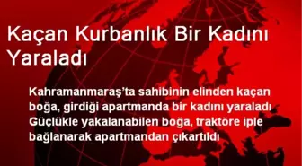 Kaçan Kurbanlık Bir Kadını Yaraladı