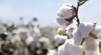 Adana'da 'Better Cotton' Üretimi Başladı