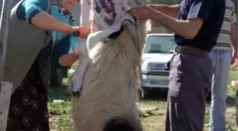 Kadın Kasaplar Erkeklere Taş Çıkardı...(Özel Haber)