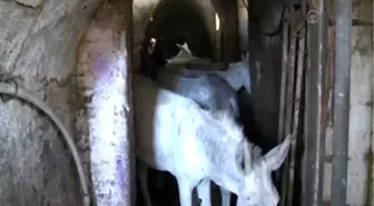 Mardin'in Kadrolu Eşekleri Bayramda da Mesaide