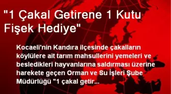 '1 Çakal Getirene 1 Kutu Fişek Hediye'