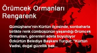 Örümcek Ormanları Rengarenk