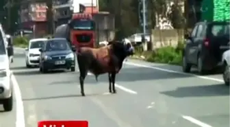 Güneysu'da Kaçan Boğa Trafiği Birbirine Kattı