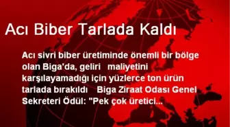 Acı Biber Tarlada Kaldı