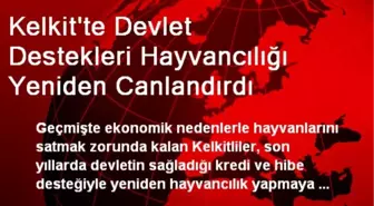 Kelkit'te Devlet Destekleri Hayvancılığı Yeniden Canlandırdı