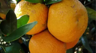 Satsuma'nın Hasadına Başlandı