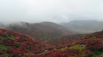 Çambaşı Yaylası'na Arap İlgisi