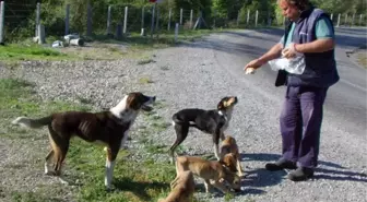 (Özel Haber) Sokağa Bırakılan Köpeklere Sahip Çıkıyor