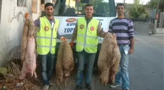 Balya'da Kurban Derileri Türk Hava Kurumu'na