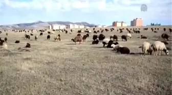 Koyun sürülerine koç katımı başladı