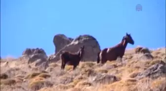 Yıllar Önce Bırakılan Atlar Karadağ'ın Simgesi Oldu