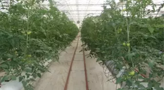 Gebze'de Seracılık Faaliyetlerine Yoğun İlgi