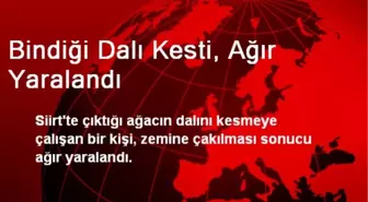 Siirt'te Bindiği Dalı Kesen Adam Ağır Yaralandı