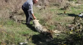 Çanakkale'de Başıboş Köpek Dehşeti