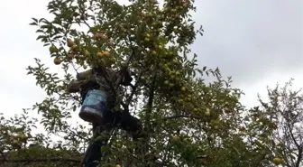 Gümüşhane'de Elma Hasadı Başladı