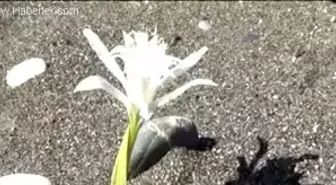 Kum Zambaklarını kültüre alma çalışması