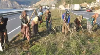 Ereğli-Alaplı Refüjlerine Kadın Eli Değdi